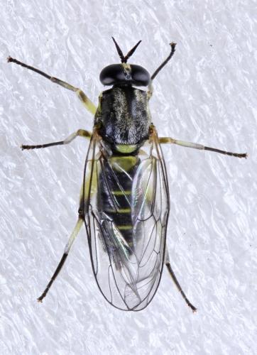 Réf. 322 916 : Solva marginata